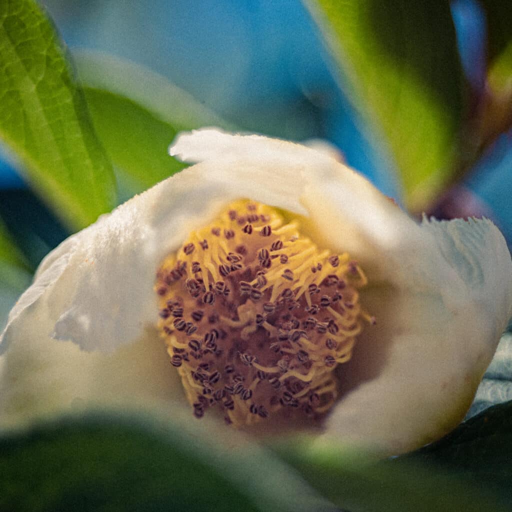 Dreamy Flower by Don Orkoskey WDO Photography