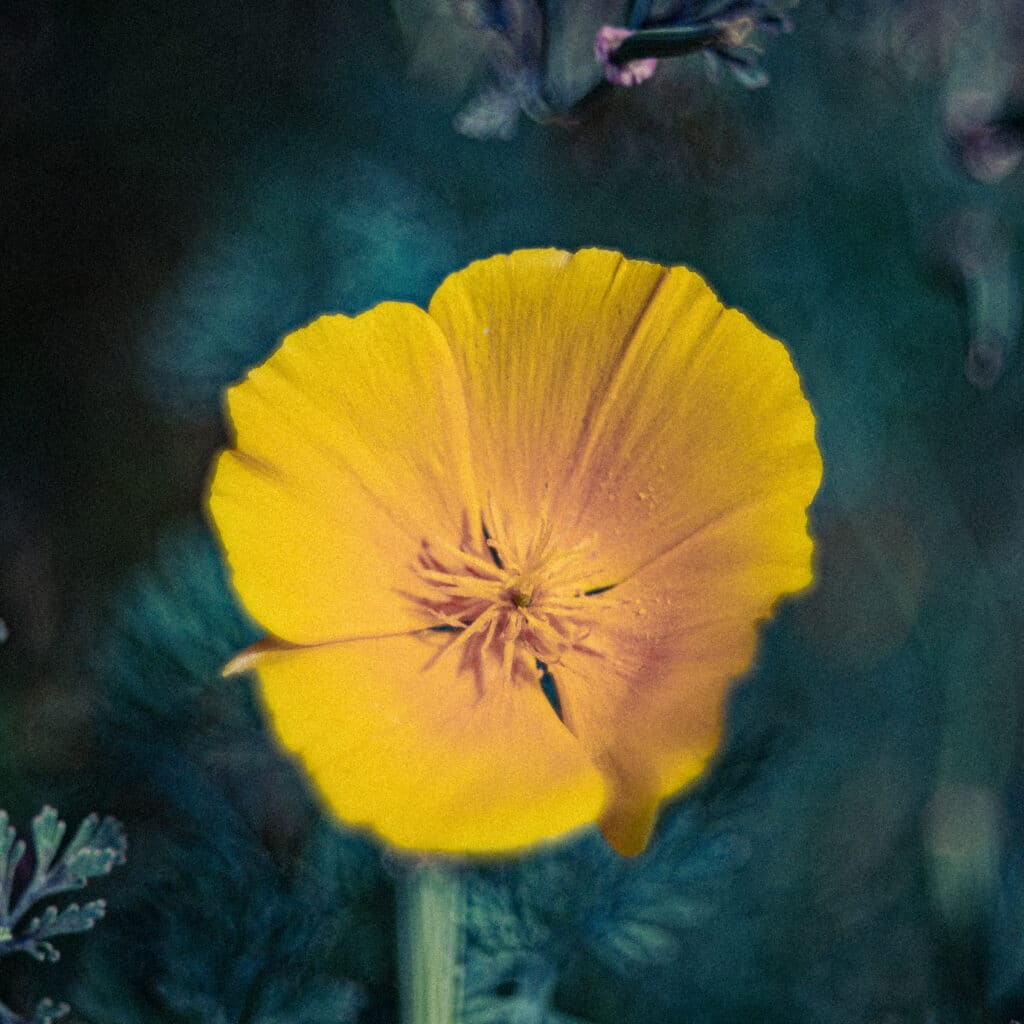 Dreamy Macro Flower by Don Orkoskey WDO Photography