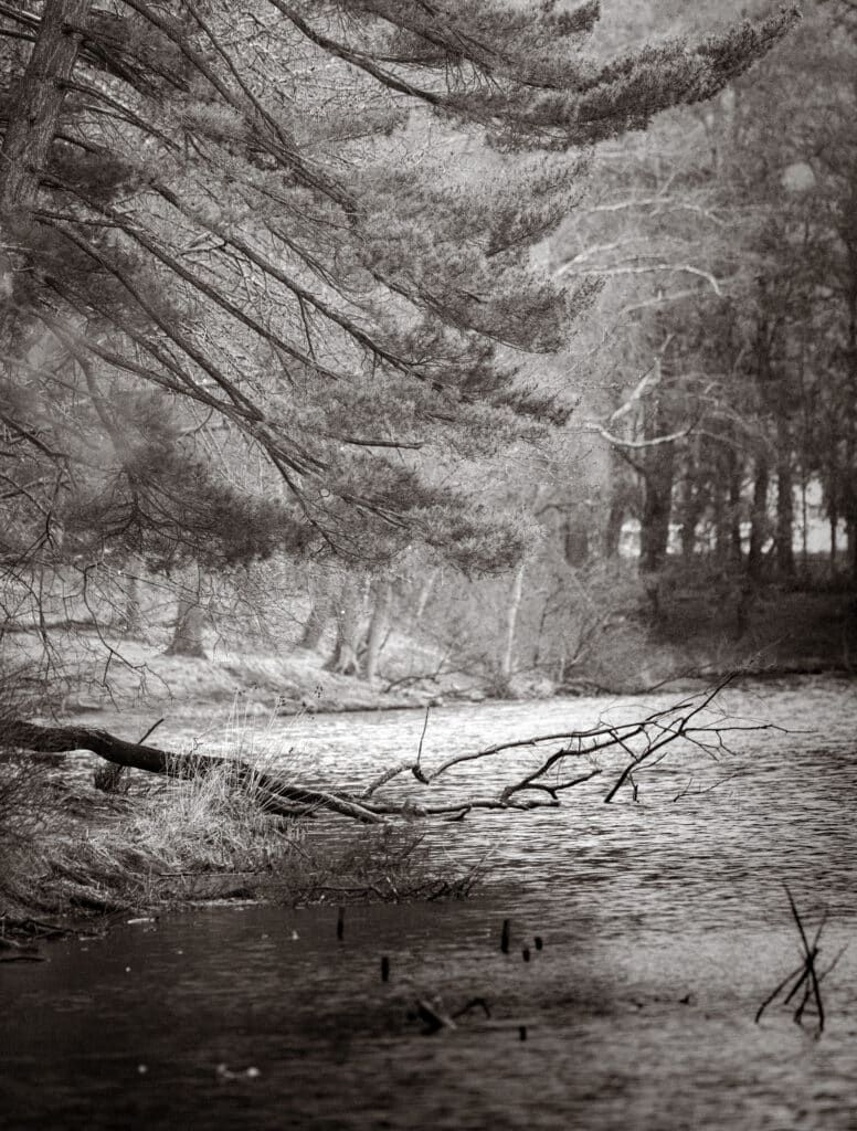 Trees on North Park Lake by Don Orkoskey WDO Photography