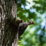 Nature Photography by Don Orkoskey
