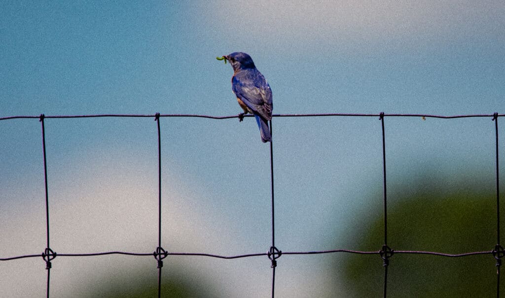 How To Prevent Ugly Purple Fringing In Your Photos - WDO Photo