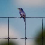 Blue-bird ugly purple fringe