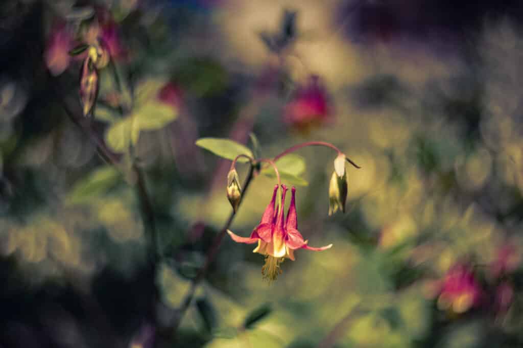 Columbine Flower Photography by Don Orkoskey WDO Photography