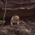 Nature photograph of a squirrel photographed under a log in Yosemite National Park in the High Sierra Mountains of California by nature photographer Don Orkoskey of WDO Photography.