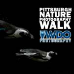 Pittsburgh-Nature-Photo-Walk-Feb-26-2023