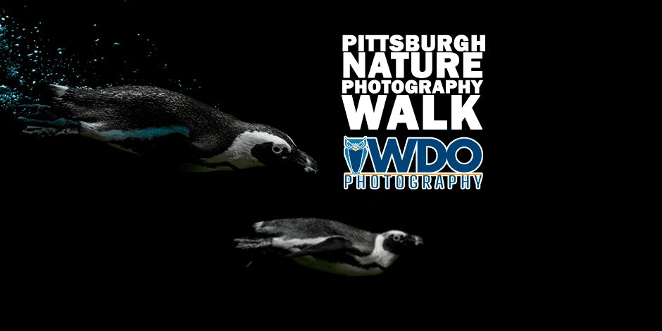 Featured image for “Join The Love Nature Photography Walk”