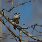 Back button focus produces fabulous photos