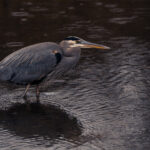 Photographing Beautiful Herons In Pittsburgh's North Park