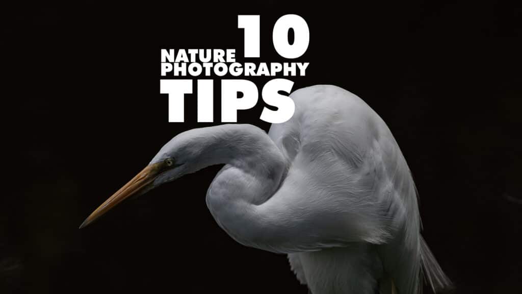10 nature photography tips