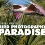 Bird Photography Paradise