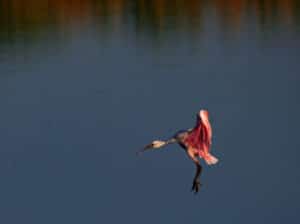 Understanding Color Theory: Spoonbill in Flight At The Golden Hour