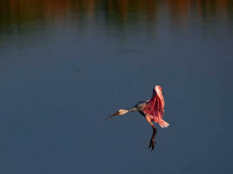 Pittsburgh Nature Photographer Don Orkoskey's