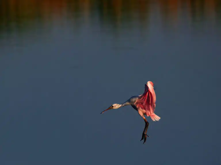 Pittsburgh Nature Photographer Don Orkoskey's