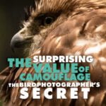 The Surprising Value of Camouflage