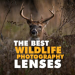 The Best Wildlife Photography Lenses