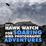Visit A Hawk Watch