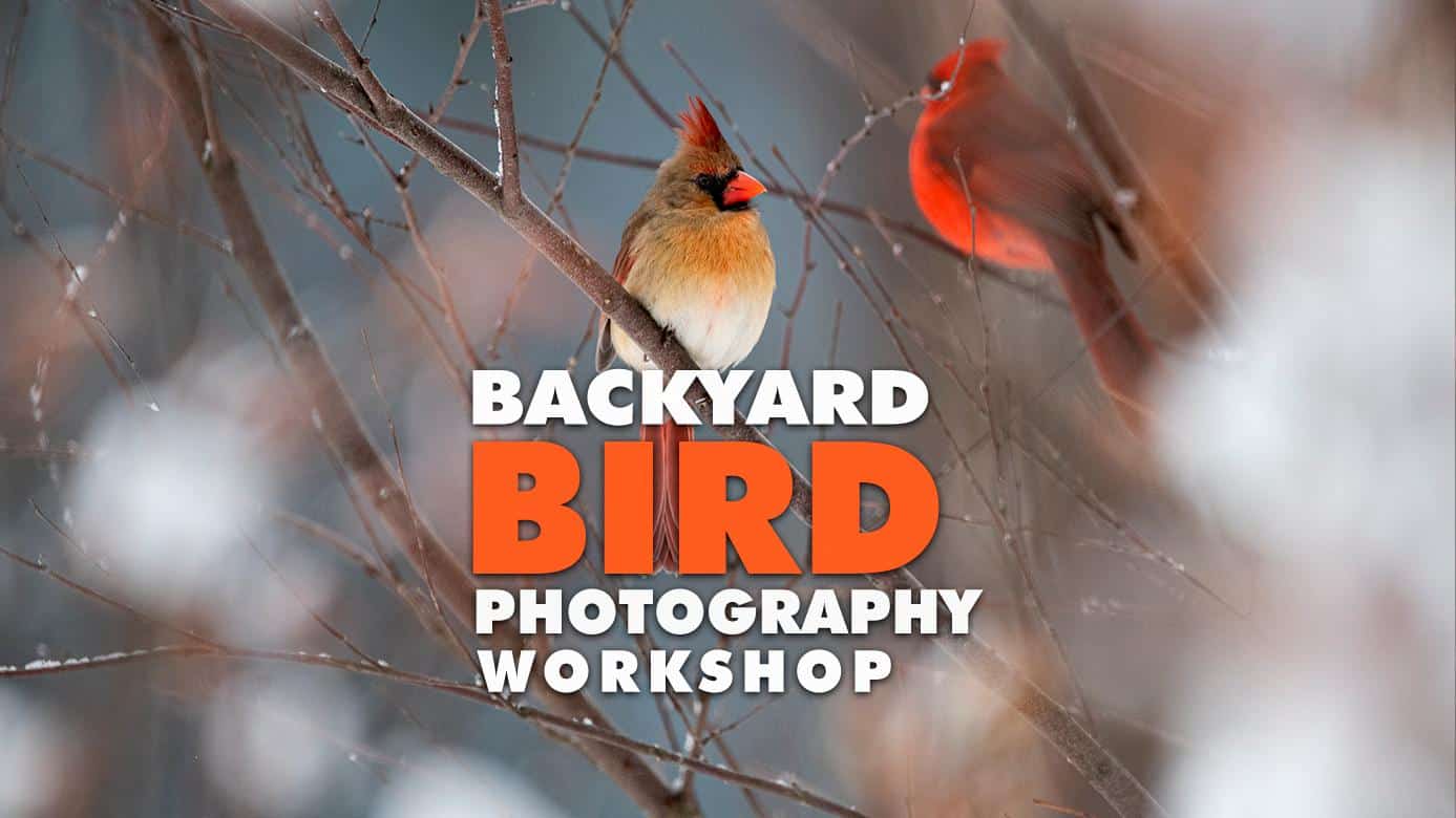 Backyard Bird Photography Workshop