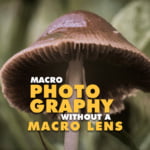 Macro Photography without a Macro Lens