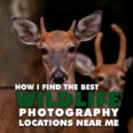 The Best wildlife photography locations near me