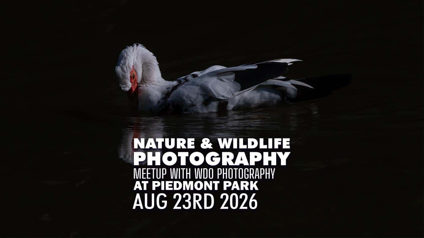 Featured image for “August Piedmont Park Nature Photography Meetup”