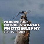 Piedmont Park Nature & Wildlife Photography Meetup
