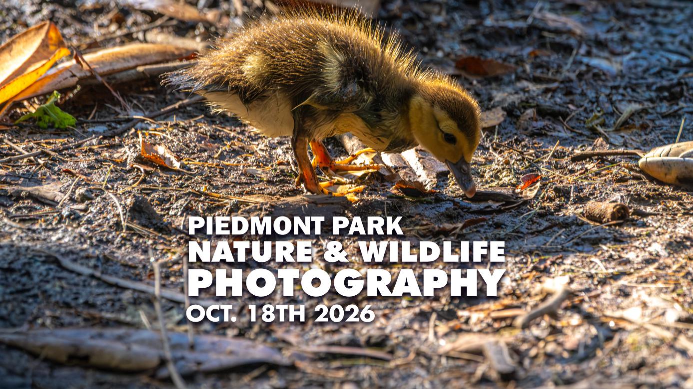 Featured image for “Piedmont Park Nature & Wildlife Photography Walk”