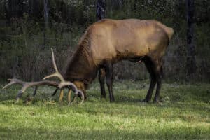 Nature and wildlife photograph of bull elk in Elk County PA by WDO Photography