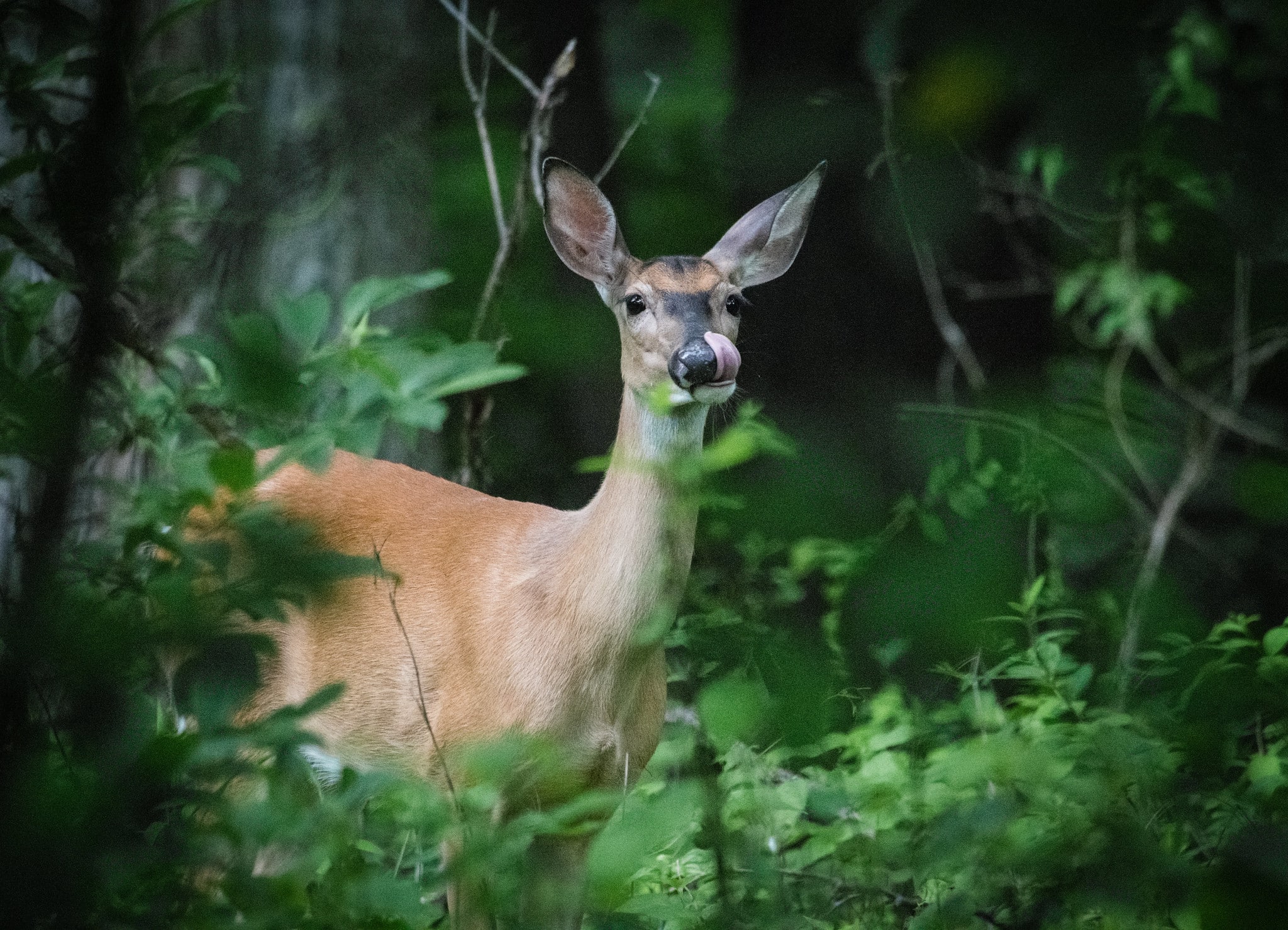 Deer on Public Game Lands in PA by WDO Photography Pittsburgh nature photographers