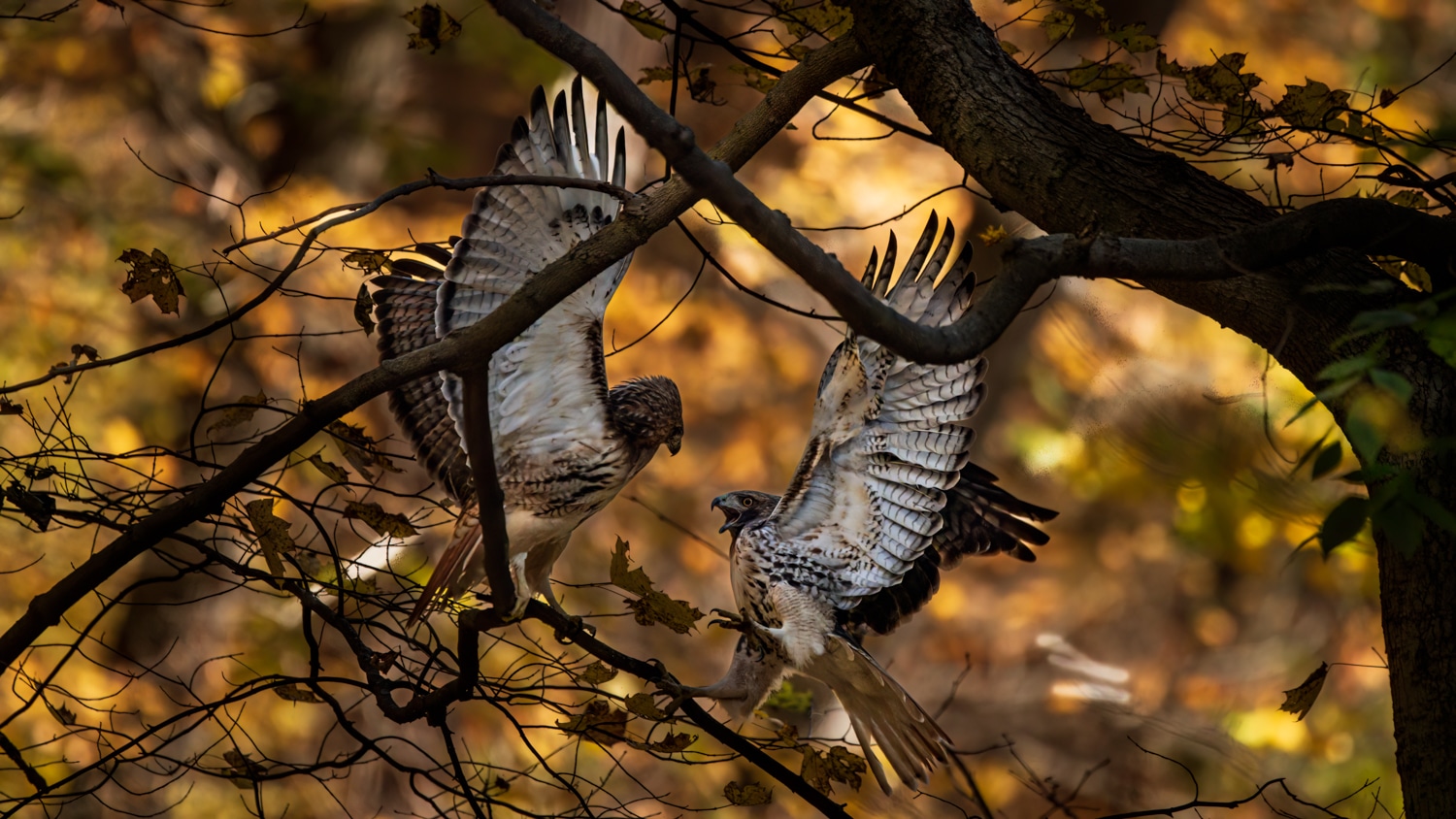 Eastern Bluebird eating beauty berries by Atlanta Wildlife Photographer Don Orkoskey