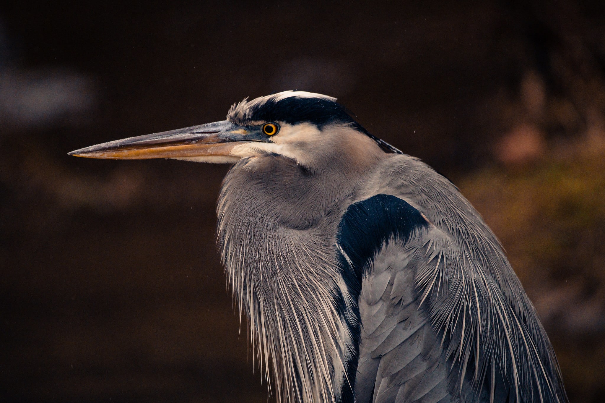 Great Blue Heron in Pittsburgh's North Park by WDO Photography's Don Orkoskey, nature and wildlife photographer