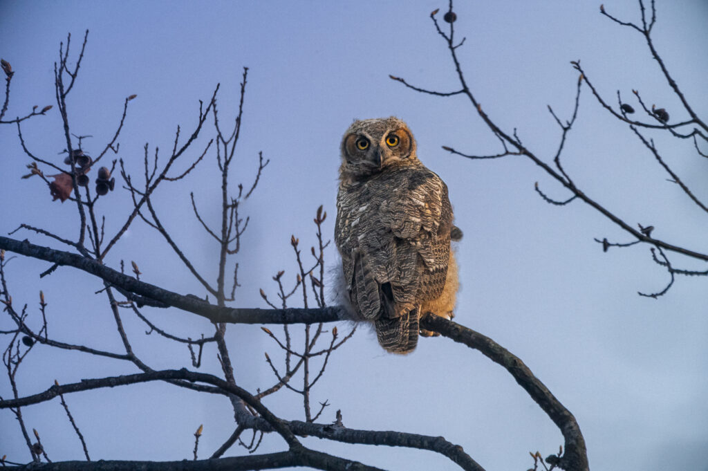 2x teleconverter Great Horned Owl fledgling photo