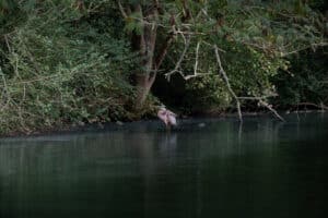 Scene Lullwater Preserve At Emory University Atlanta