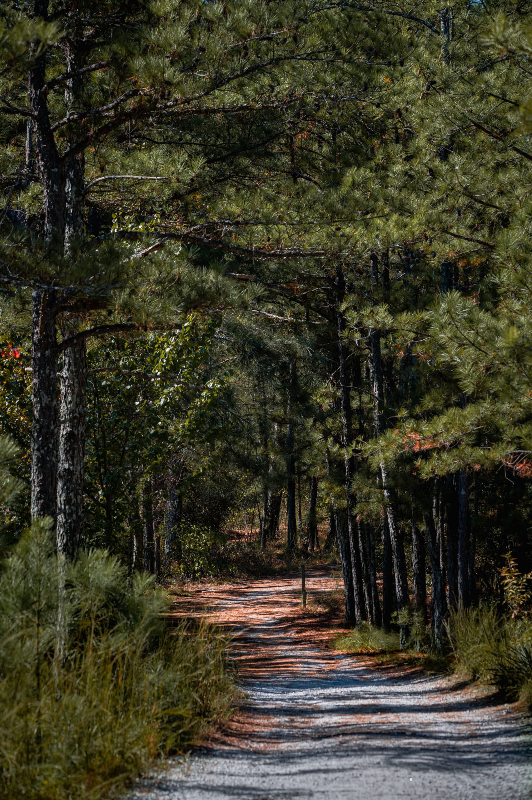 Atlanta Nature Photographers WDO Photography