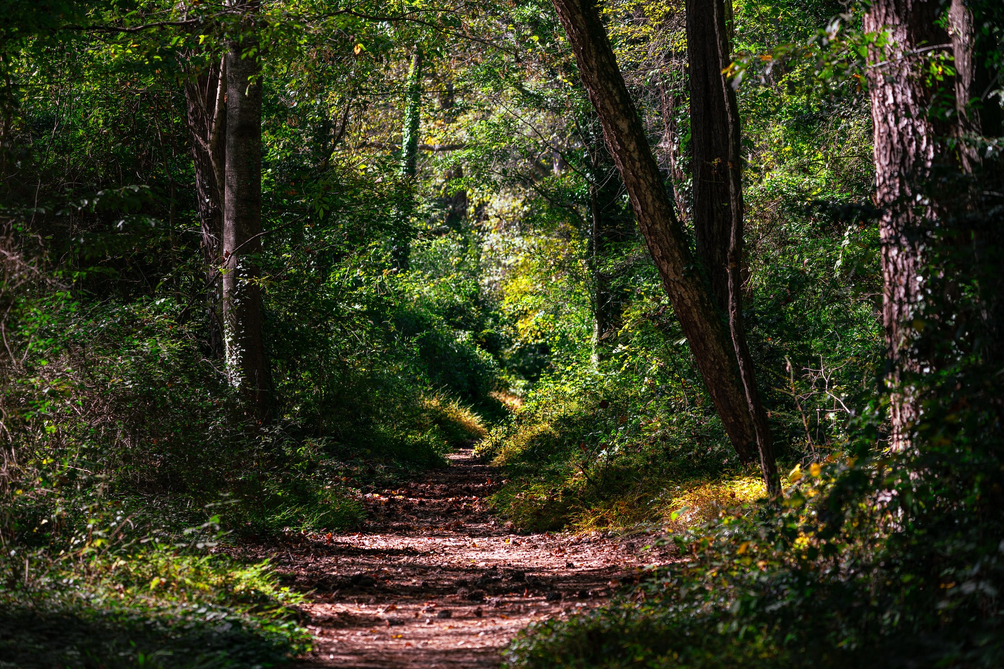 Nature and wildlife photography