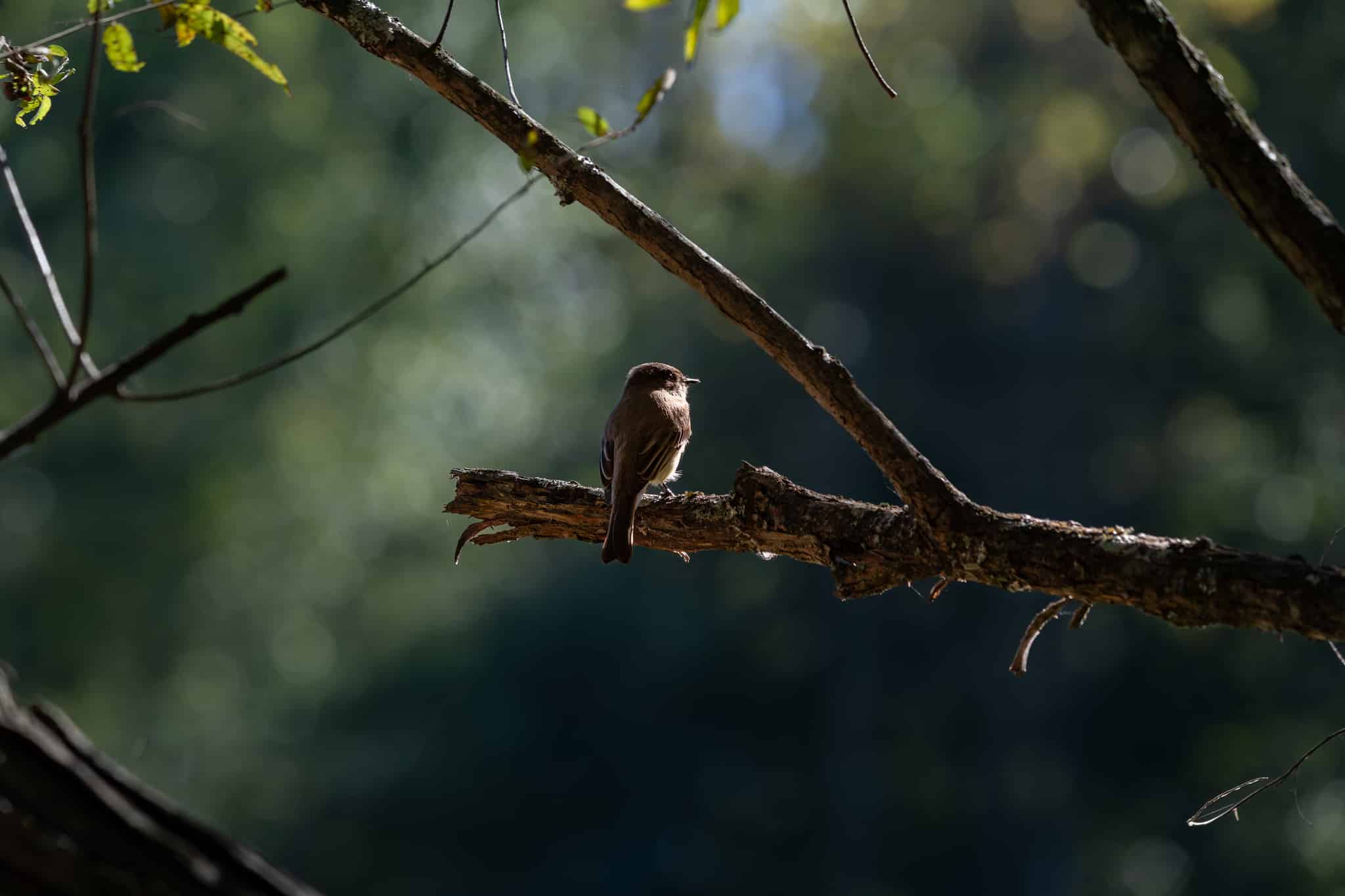 Chattahoochee River National Recreational Area
