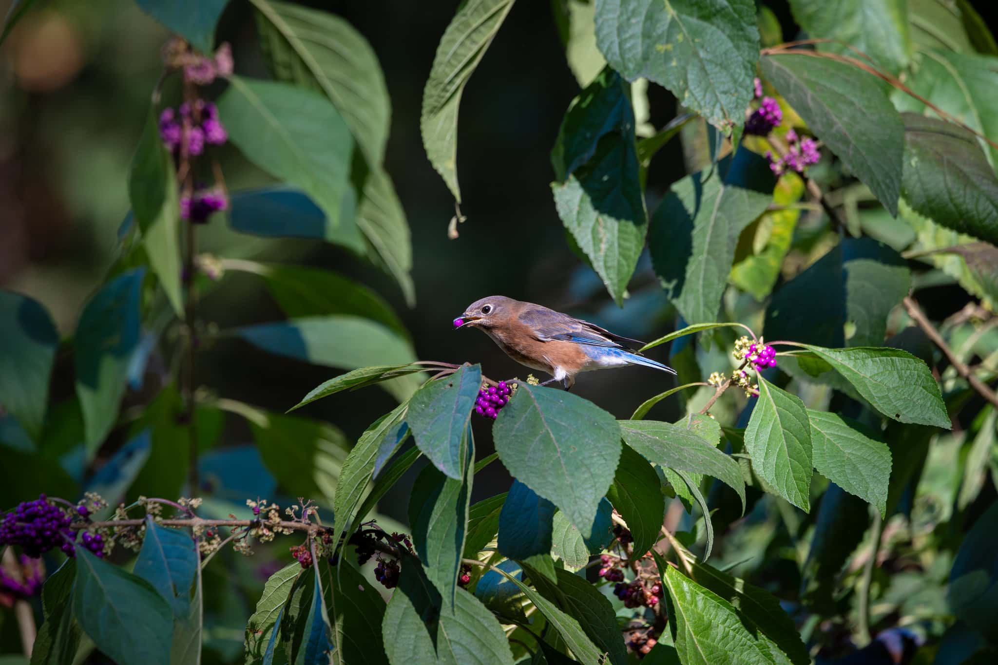 Eastern Bluebird eating beauty berries by Atlanta Wildlife Photographer Don Orkoskey