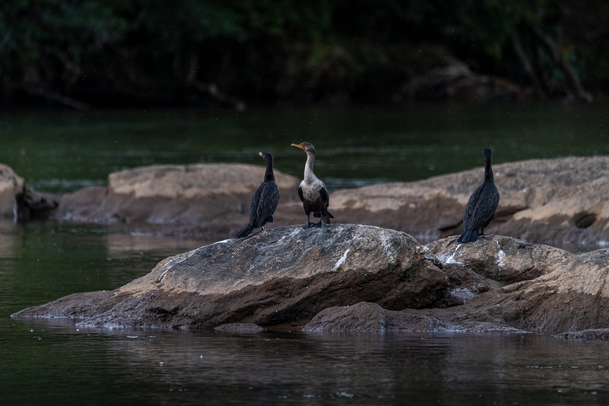 Chattahoochee River National Recreational Area