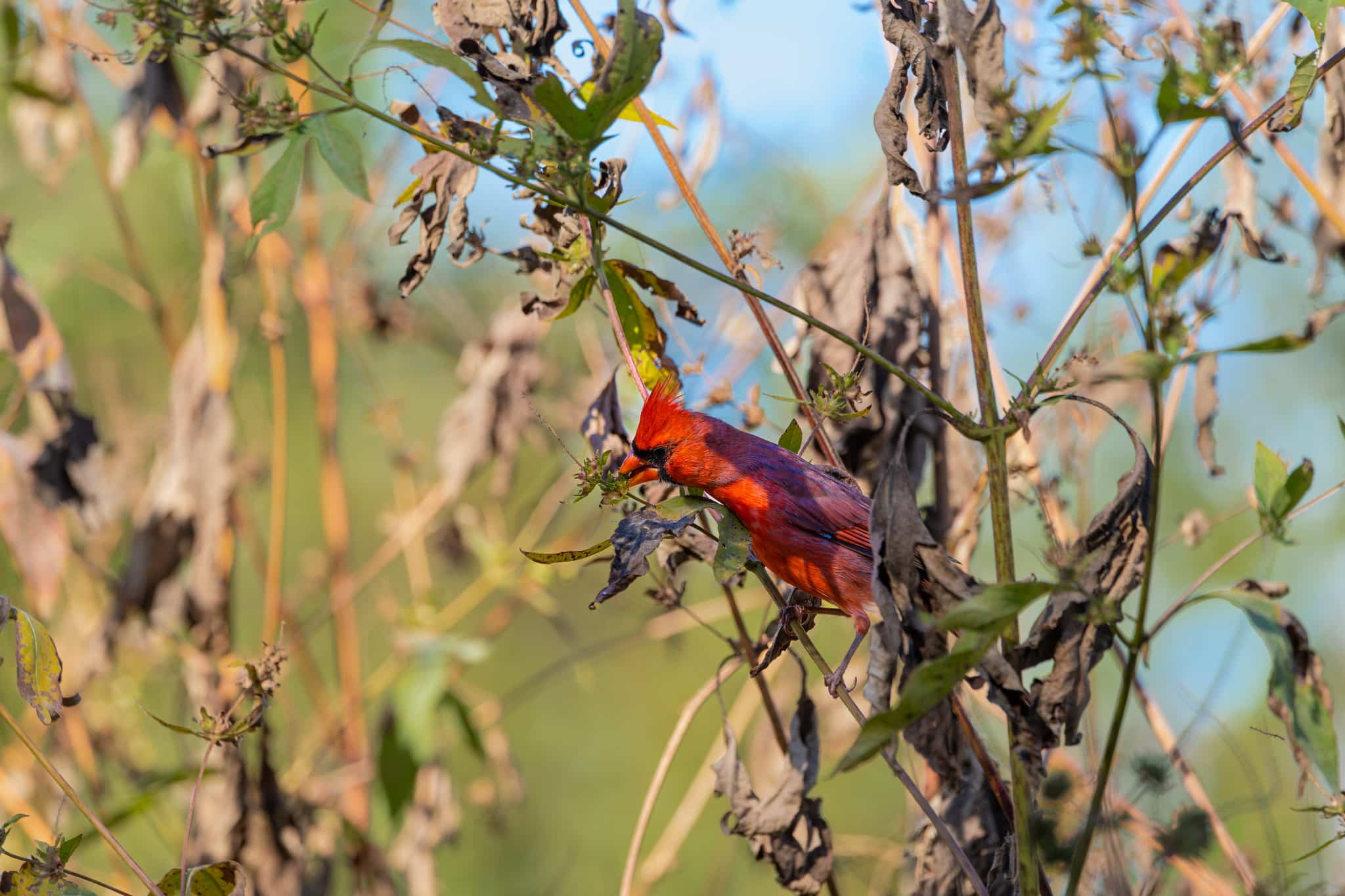 Cardinal in Piedmont Park, Nature Photography  by WDO Photography Atlanta