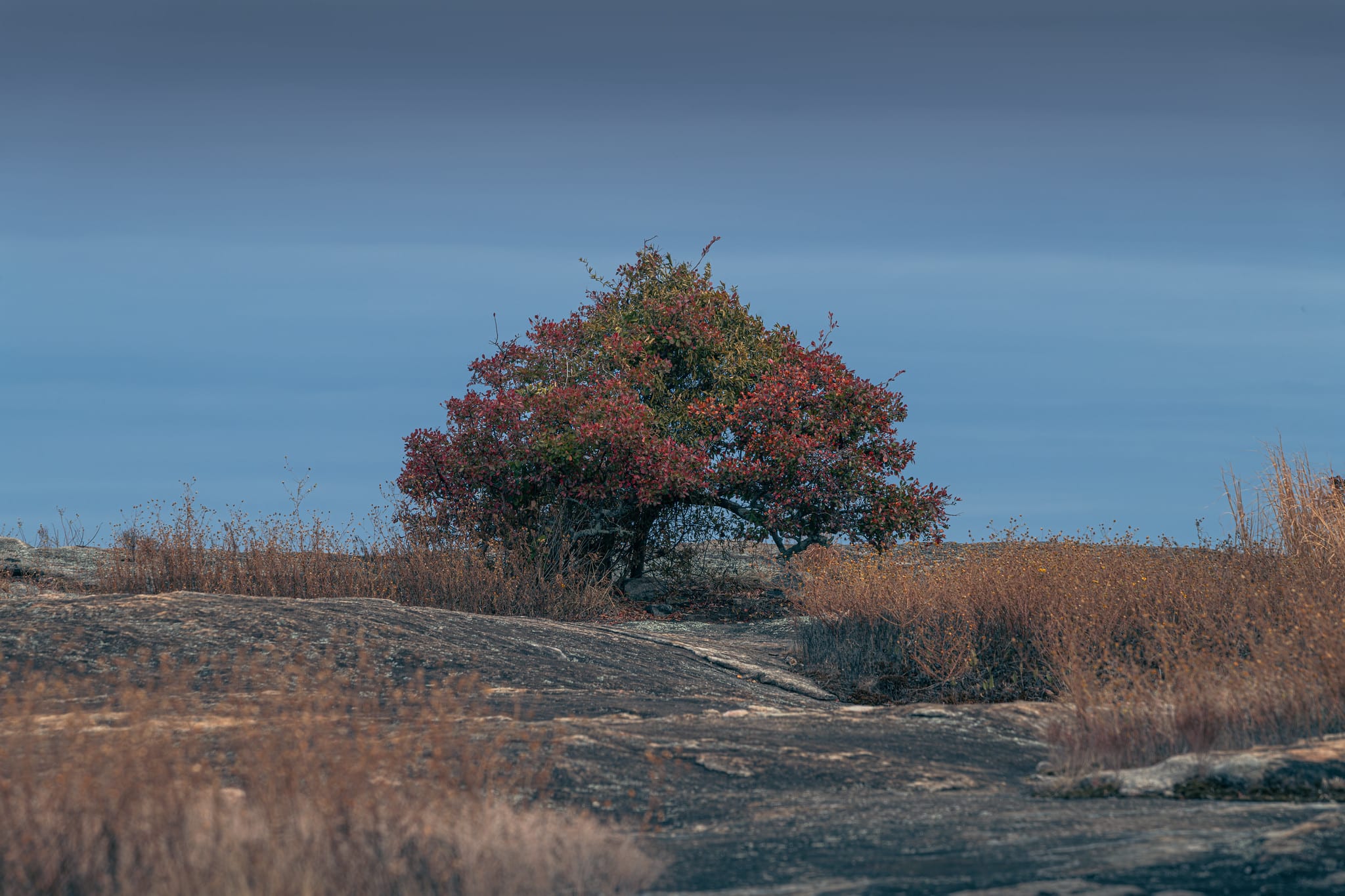 Nature and Wildlife Photography by WDO Photography