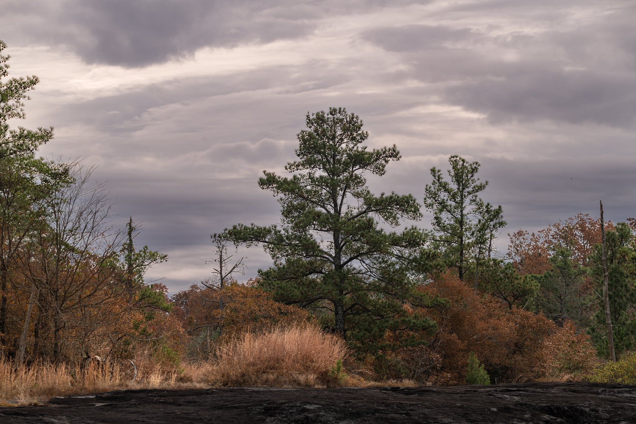 Atlanta Wildlife and Nature Photography by WDO Photography Atlanta