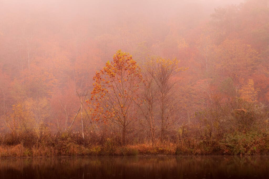 Foggy sunrise for winter wildlife and nature photography
