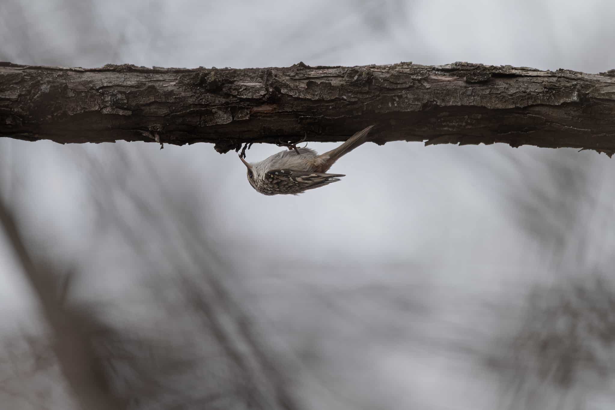 Brown Creeper on a branch