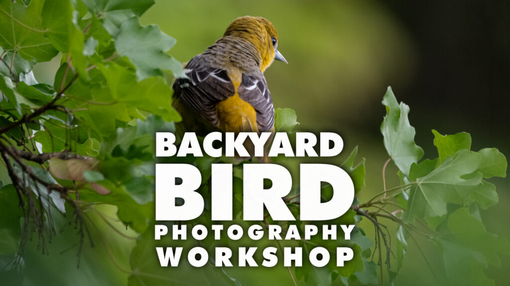 Backyard Bird Photography Workshop