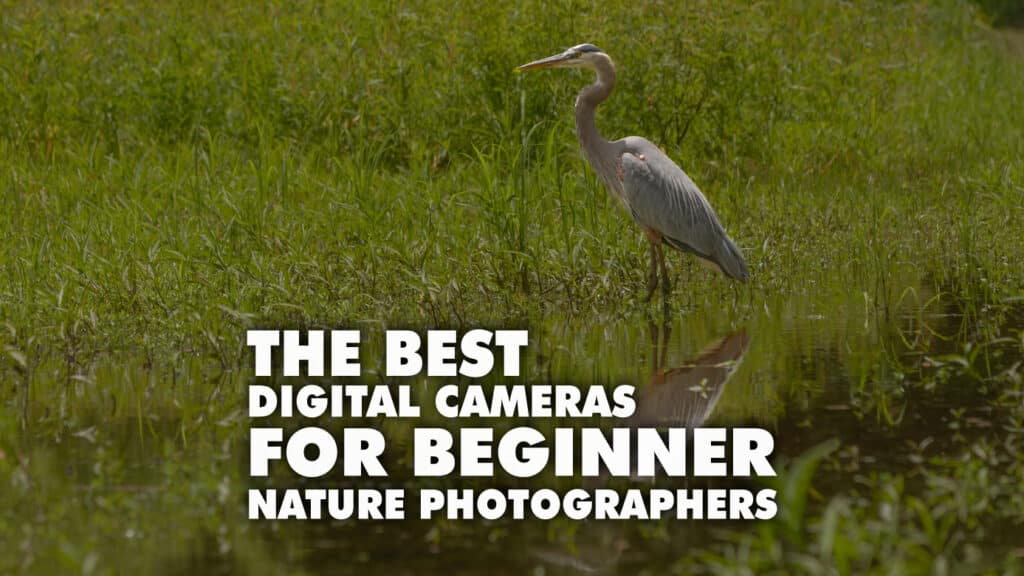 The Best Cameras For Beginner Nature Photographers