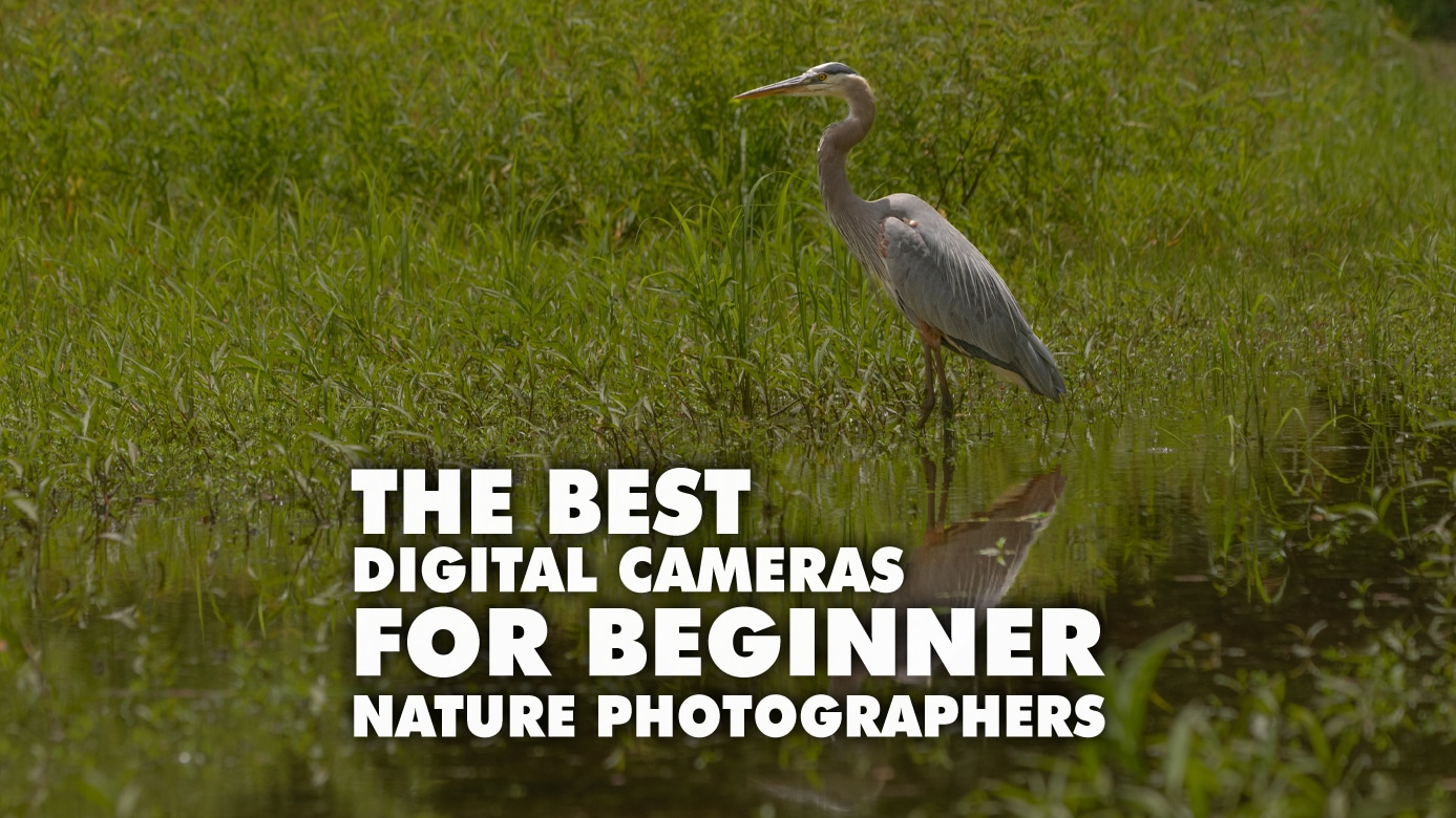 The Best Cameras For Beginner Nature Photographers