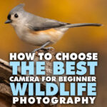 Best Camera for Beginner Wildlife Photography