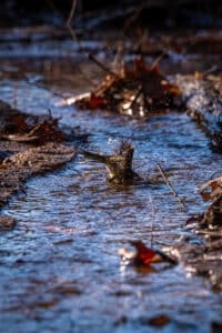 wildlife composition - bird bathing