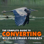 Guide To Converting Wildlife Image Formats