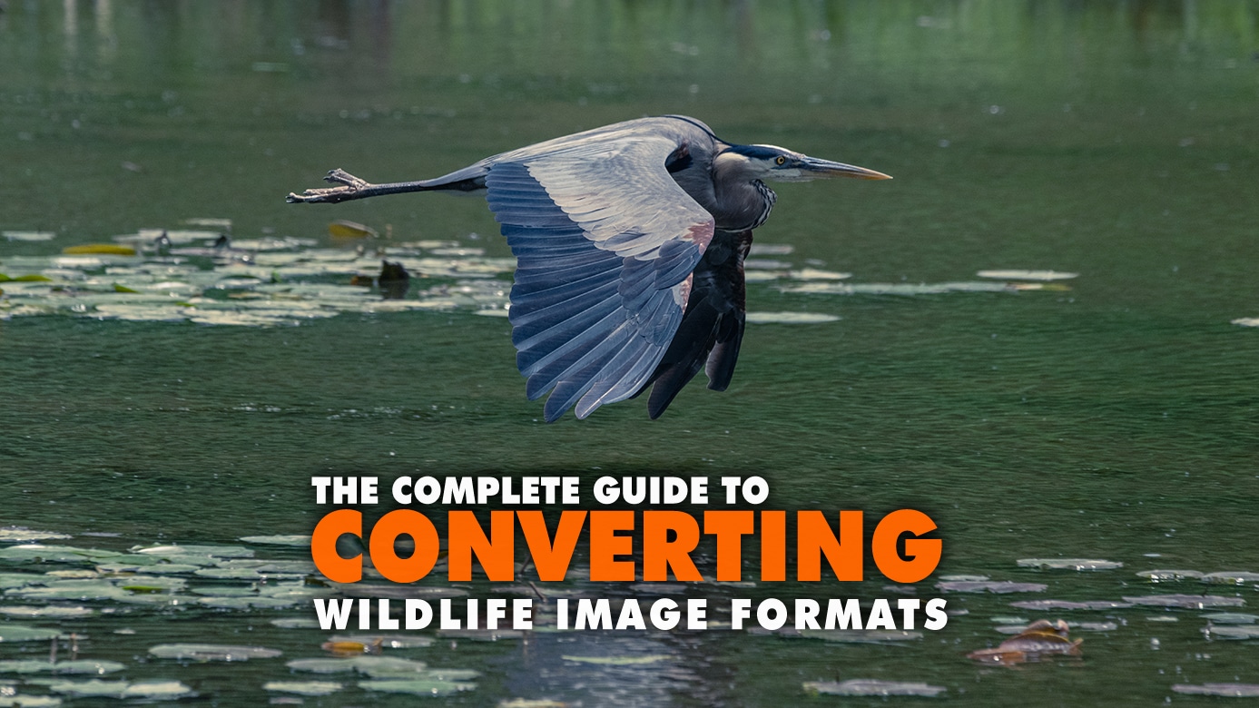 Guide To Converting Wildlife Image Formats