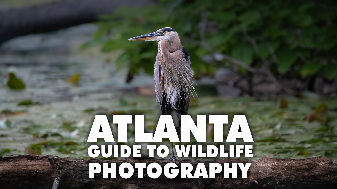 Featured image for “Where to Find & Photograph Wildlife in Atlanta: A Local’s Guide”